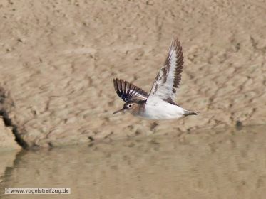 Flussuferläufer im Flug
