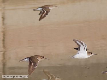 Eine Gruppe von Flussuferläufern im Flug