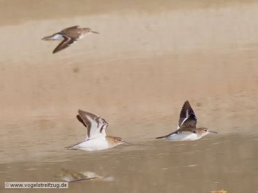 Eine Gruppe von Flussuferläufern im Flug