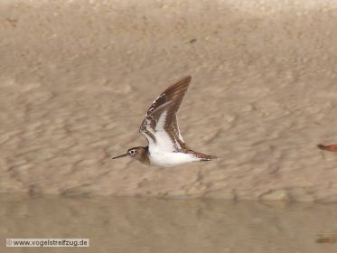 Flussuferläufer im Flug