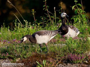 Weißwangengans (rechts) mit Jungvogel