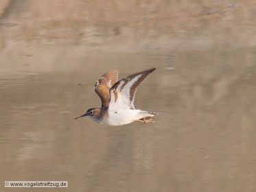 Flussuferläufer im Flug