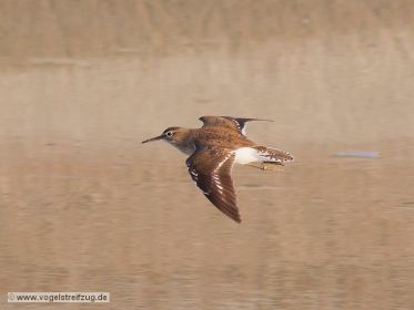 Flussuferläufer im Flug