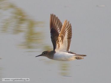 Flussuferläufer im Flug