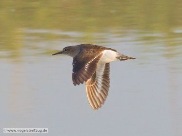 Flussuferläufer im Flug