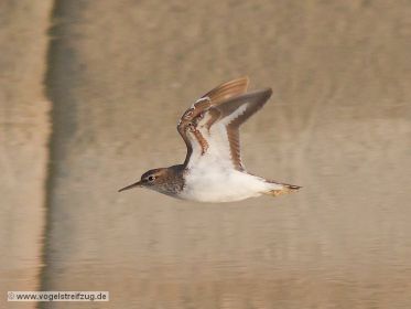 Flussuferläufer im Flug