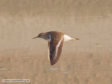 Flussuferläufer im Flug
