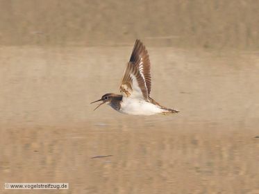 Flussuferläufer im Flug