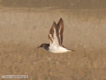 Flussuferläufer im Flug