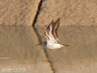 Flussuferläufer im Flug