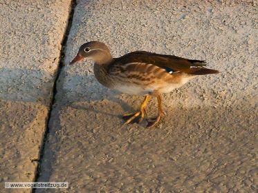Junge Mandarinente spaziert auf Kanaldamm