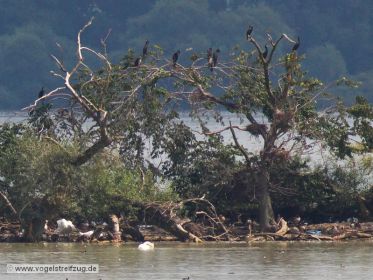Blick auf die Kormoraninsel im Westbecken des Ismaninger Speichersees