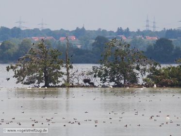 Blick auf die Kormoraninsel im Westbecken des Ismaninger Speichersees