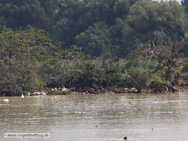Blick auf die Kormoraninsel im Westbecken des Ismaninger Speichersees