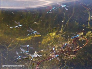 Libellen im Uferbereich des Ismaninger Speichersees