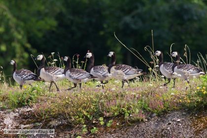 Weißwangengänse auf Damm beim Ismaninger Speichersee