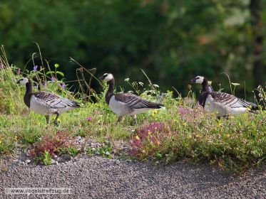 Zwei Weißwangengänse mit Jungvogel in der Mitte