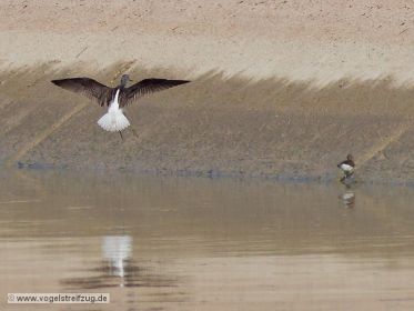 Grünschenkel landet auf Kanaldamm. Rechts ein Flussuferläufer