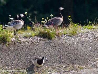 Rechts Dreifachhybride (mit zwei Weißwangengänsen)