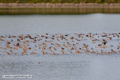 Ansammlung von Kolbenenten im Ismaninger Speichersee