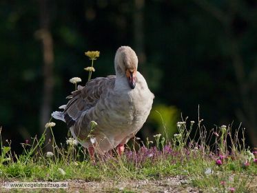 Gänsehybride. Mutmaßlich Schwanengans x Hausgans - Hybride