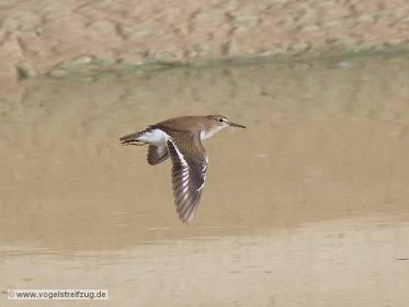 Flussuferläufer im Flug