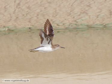 Flussuferläufer im Flug