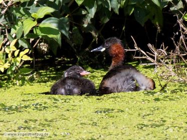 Zwergtaucher mit Jungvogel