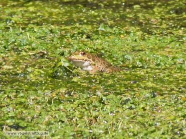 Teichfrosch im Vorflutgraben des Ismaninger Speichersees