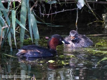 Zwergtaucher füttert Nachwuchs mit Fisch