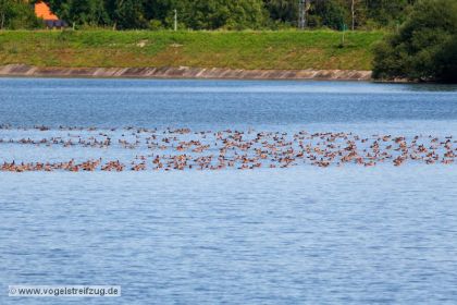 Kolbenenten im Ismaninger Speichersee