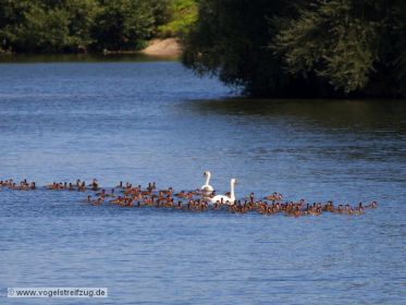 Kolbenenten im Ismaninger Speichersee