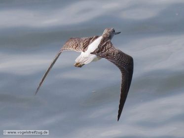 Grünschenkel im Flug über dem Ismaninger Speichersee