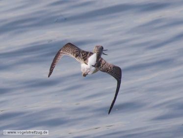 Grünschenkel im Flug über dem Ismaninger Speichersee
