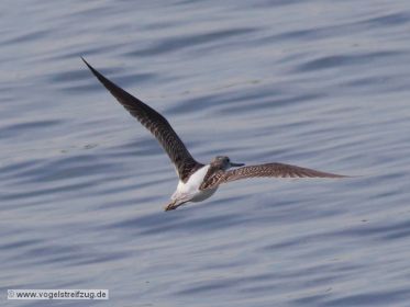 Grünschenkel im Flug über dem Ismaninger Speichersee