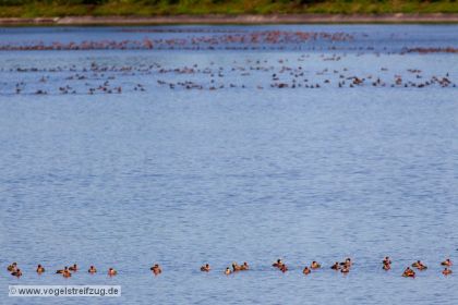 Kolbenenten im Ismaninger Speichersee