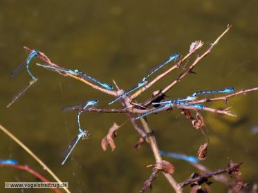 Libellen am Ufer des Ismaninger Speichersees