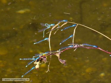 Libellen am Ufer des Ismaninger Speichersees