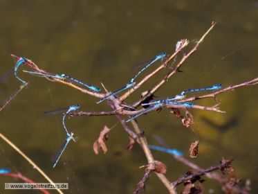 Libellen am Ufer des Ismaninger Speichersees