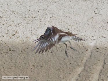 Flussuferläufer fliegt im Kanal