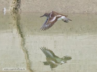 Flussuferläufer fliegt im Kanal