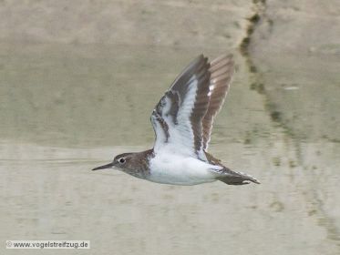 Flussuferläufer fliegt im Kanal