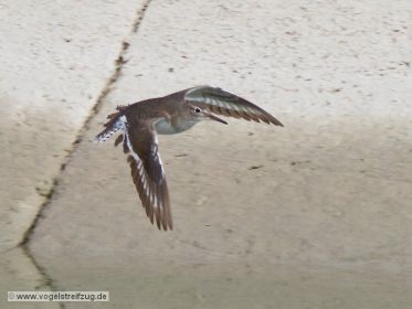 Flussuferläufer fliegt im Kanal