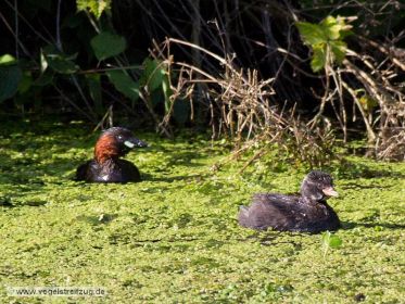 Zwergtaucher: Altvogel und Jungvogel