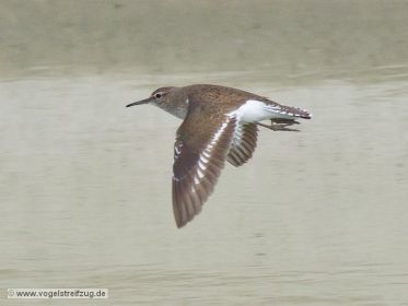 Flussuferläufer fliegt im Kanal