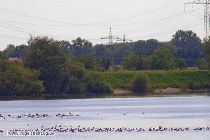 Kolbenenten im Ismaninger Speichersee
