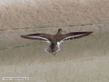 Flussuferläufer fliegt im Kanal