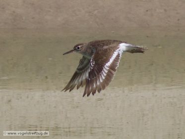 Flussuferläufer fliegt im Kanal
