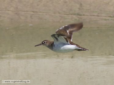 Flussuferläufer fliegt im Kanal