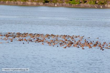 Kolbenenten im Ismaninger Speichersee